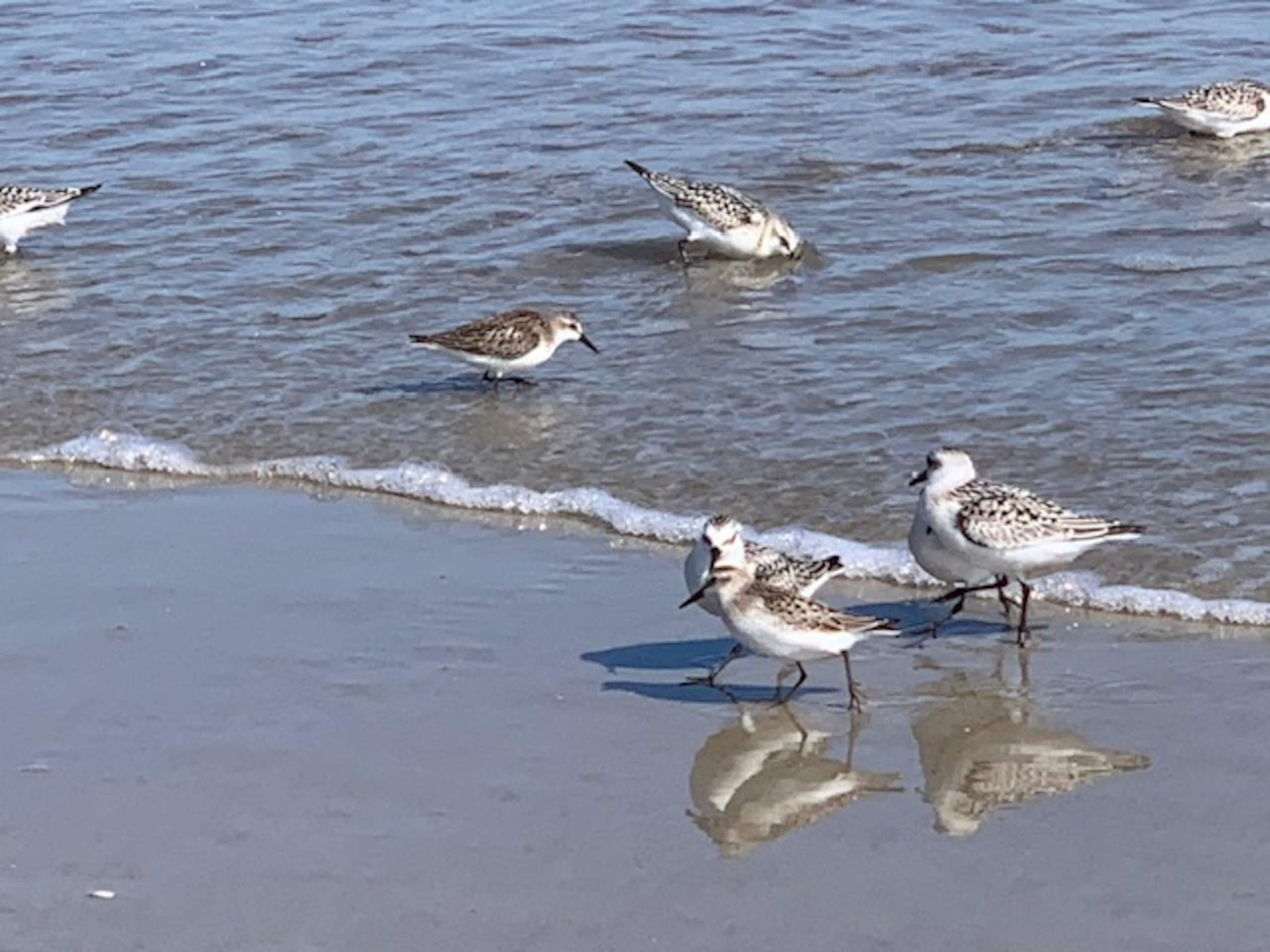 Shorebirds along the tideline