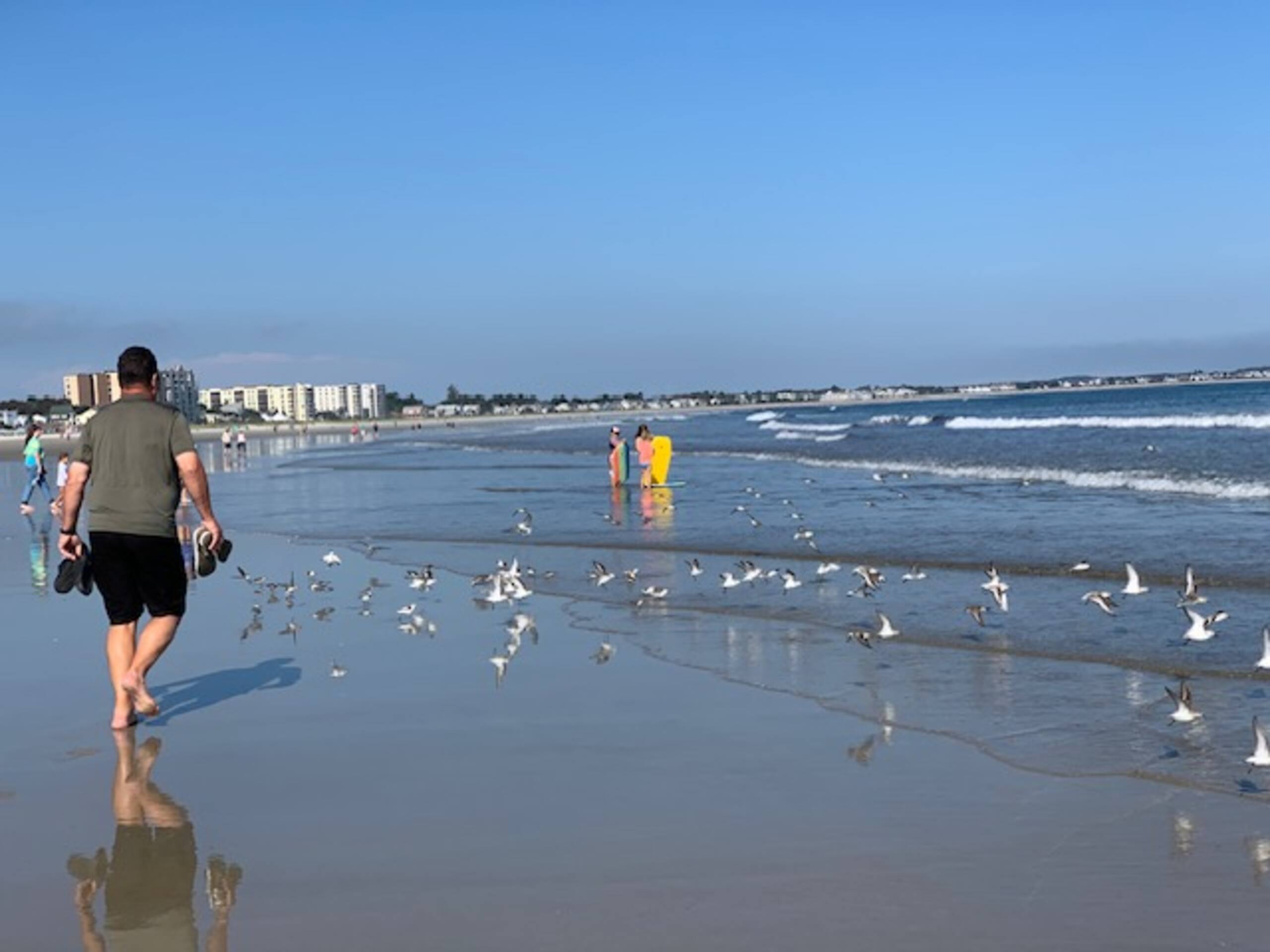 Beach walk with shorebirds at sunrise